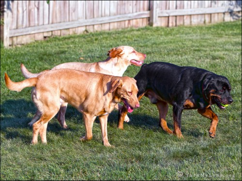 3dogs1a