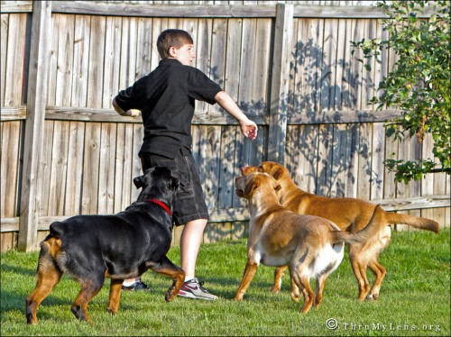 3dogs2a