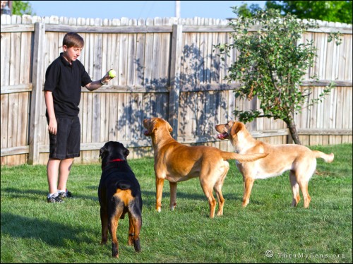 3dogs3a