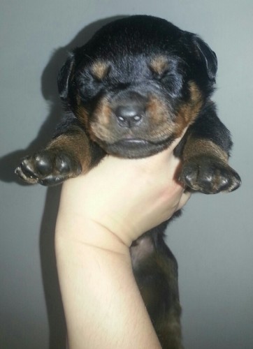 max