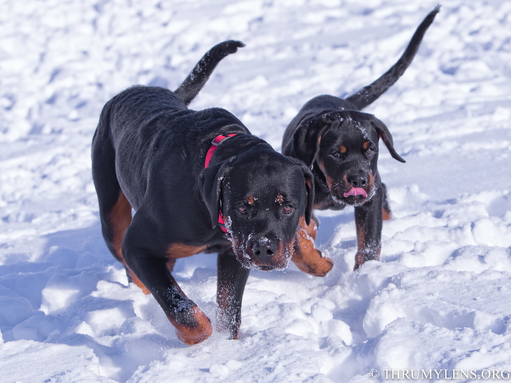 Winter 2013 Dog Photos