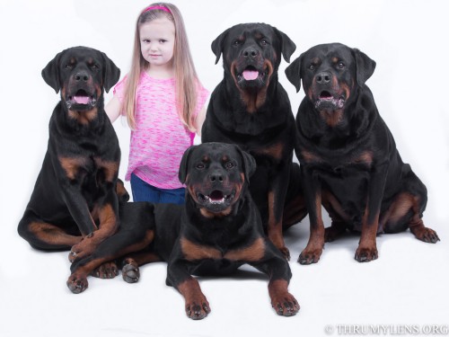 rottwilers