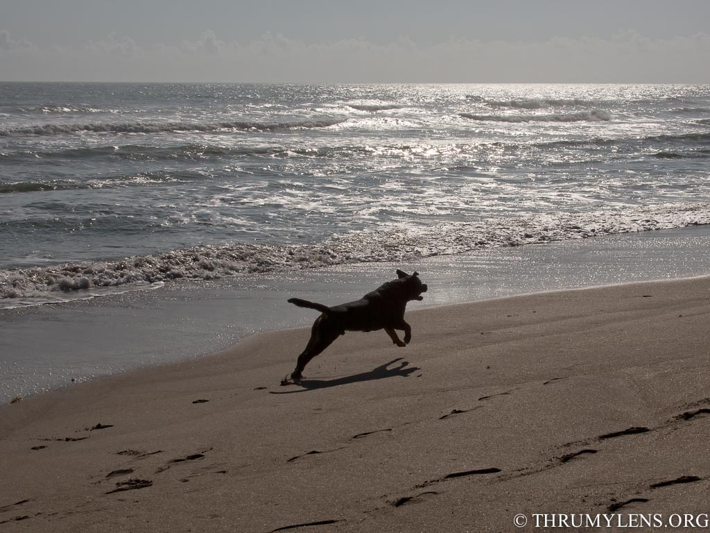 A Trip To Walton Rocks Beach Dog Park | ThruMyLens