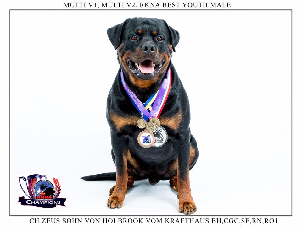 2015:  Zeus’s Year in Review