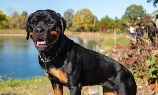 Fall Photo Shoot With Athena